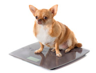 Turkey Tendon for Weight Management & Fat-Restricted Dogs — The Leanest Chew Available
