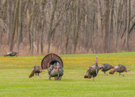 Turkey Tendon for Dogs — The Leanest Novel Protein Chew and Who It's Perfect For