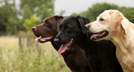  Best Bully Sticks for Labrador Retrievers — Sizing, Chew Time, and the Lab-Specific Factors That Matter