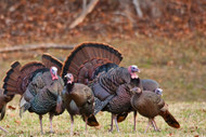 Turkey Chews for Dogs [2026] — The Complete Novel Protein Guide: Turkey Tendon Sticks, MLC-1 Cross-Reactivity, and Which Food-Allergic Dogs Turkey Is Right For