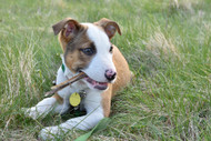 How Long Should Puppy Chew on Bully Stick? Expert Guidelines Inside