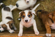 Can Puppies Have Bully Sticks? Safety, Benefits, and Guidelines