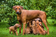 Bully Sticks for Pregnant and Nursing Dogs — What's Safe, the Nutrition Facts, and What Treats Can and Can't Do