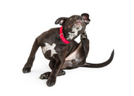 Goose, Camel, and Goat Dog Chews [2026] — The Complete Buying Guide to BSD's 6 Novel Protein Products and How They Work Together for Food-Allergic Dogs