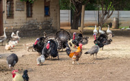 Goose vs Turkey for Dogs — Two Poultry Proteins on Opposite Sides of the Bird Family Tree