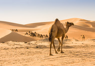 Camel Chews for Dogs [2026] — The Complete Guide to the Most Novel Protein Available: Why Camel Skin Is the Last Protein Standing for Food-Allergic Dogs