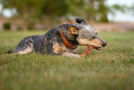 Are bully sticks good for your dog?