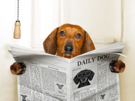 Do Bully Sticks Cause Constipation in Dogs? Causes, Prevention, and When to Worry