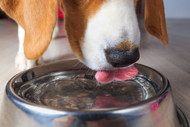 Do Bully Sticks Make Dogs Thirsty? Understanding Hydration Needs