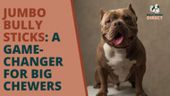 Jumbo Bully Sticks: A Game-Changer for Big Chewers