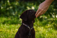 The Problem with Mainstream Dog Treats: Unveiling the Unhealthy Truth