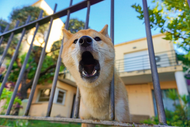 ​Guide to Stopping Your Dog's Excessive Barking at Strangers