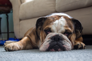 ​Why is your Dog Being Lethargic?