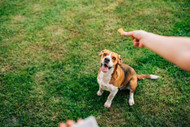 Tips for Using Positive Reinforcement to Reward Your Dog