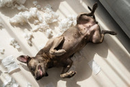 The Chewing Instinct: Why Dogs Chew and How to Channel It Productively