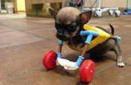 This two-legged chihuahua with toy wheels may be the most adorable dog ever!