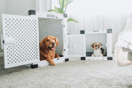 Crate Training, Solo Time & Chews: Supporting Your Pup's Independent Routine