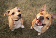 The Science Behind Bully Sticks: What Makes Them So Irresistible to Dogs?