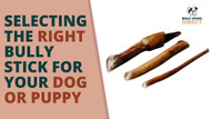 Chews Wisely: Selecting the Right Bully Stick for your Dog or Puppy