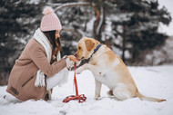 New Year, Healthier Pup: Why Bully Sticks Should Be Part of Your Dog's Routine in 2025