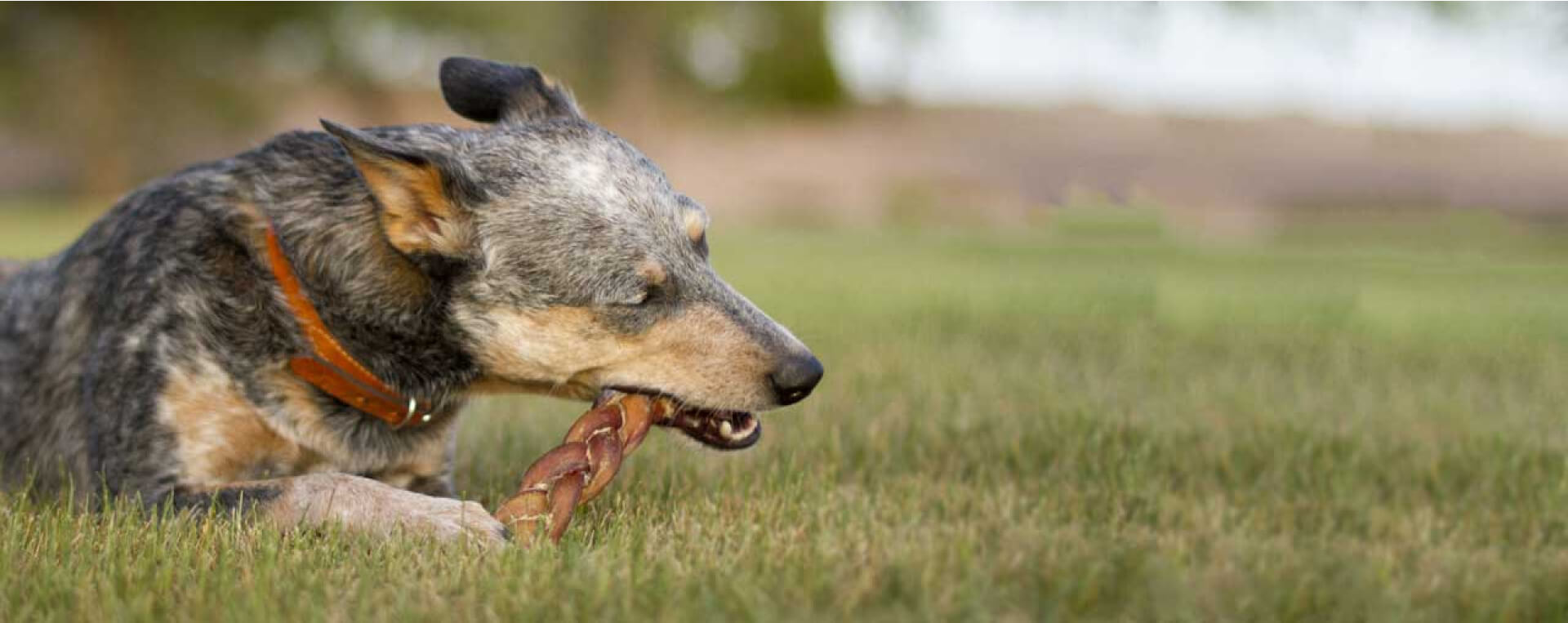 Bully Sticks Direct Dog Treats and Chews