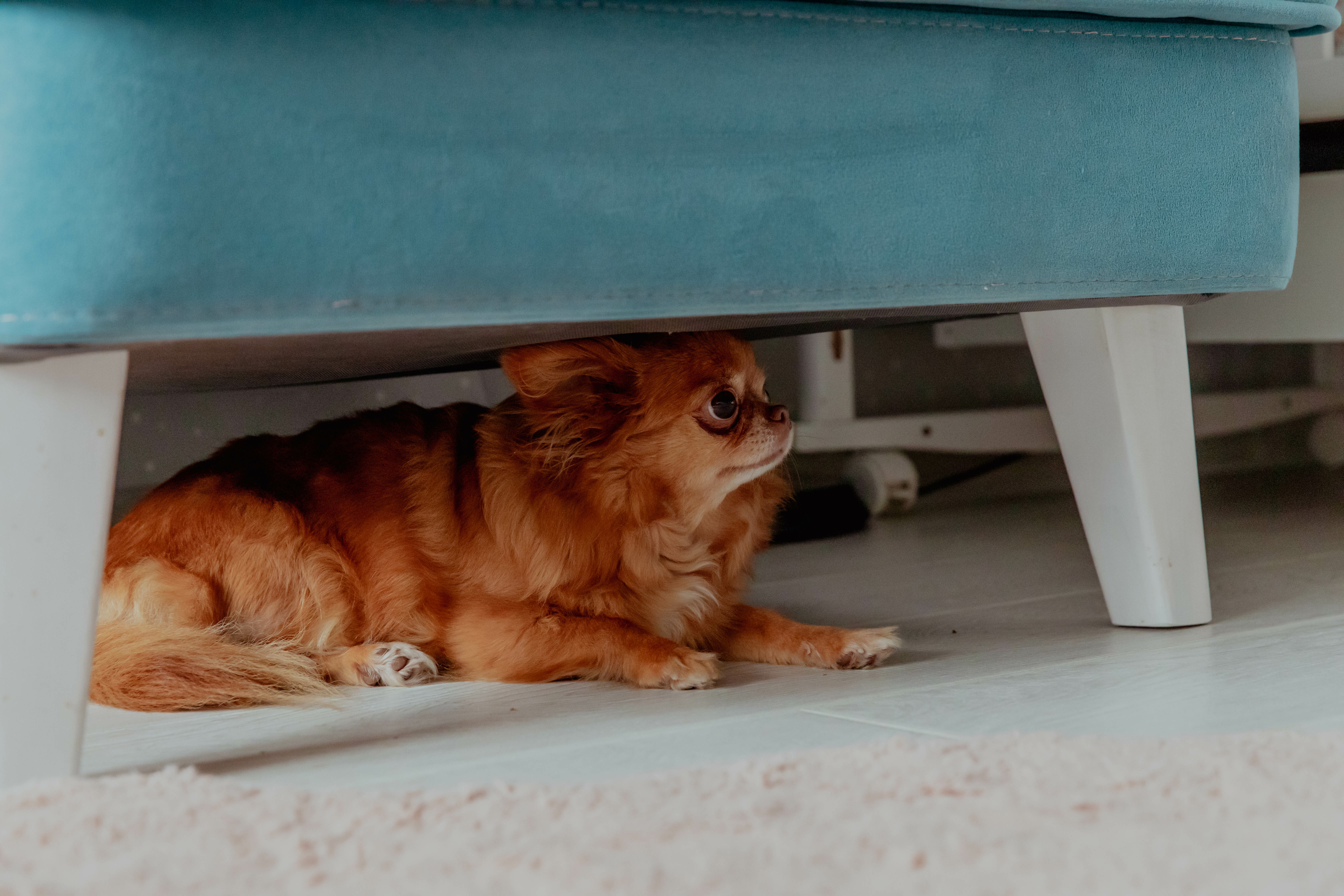 View of How to Calm an Anxious Dog: Natural Tips for Stress Relief During Dog ...