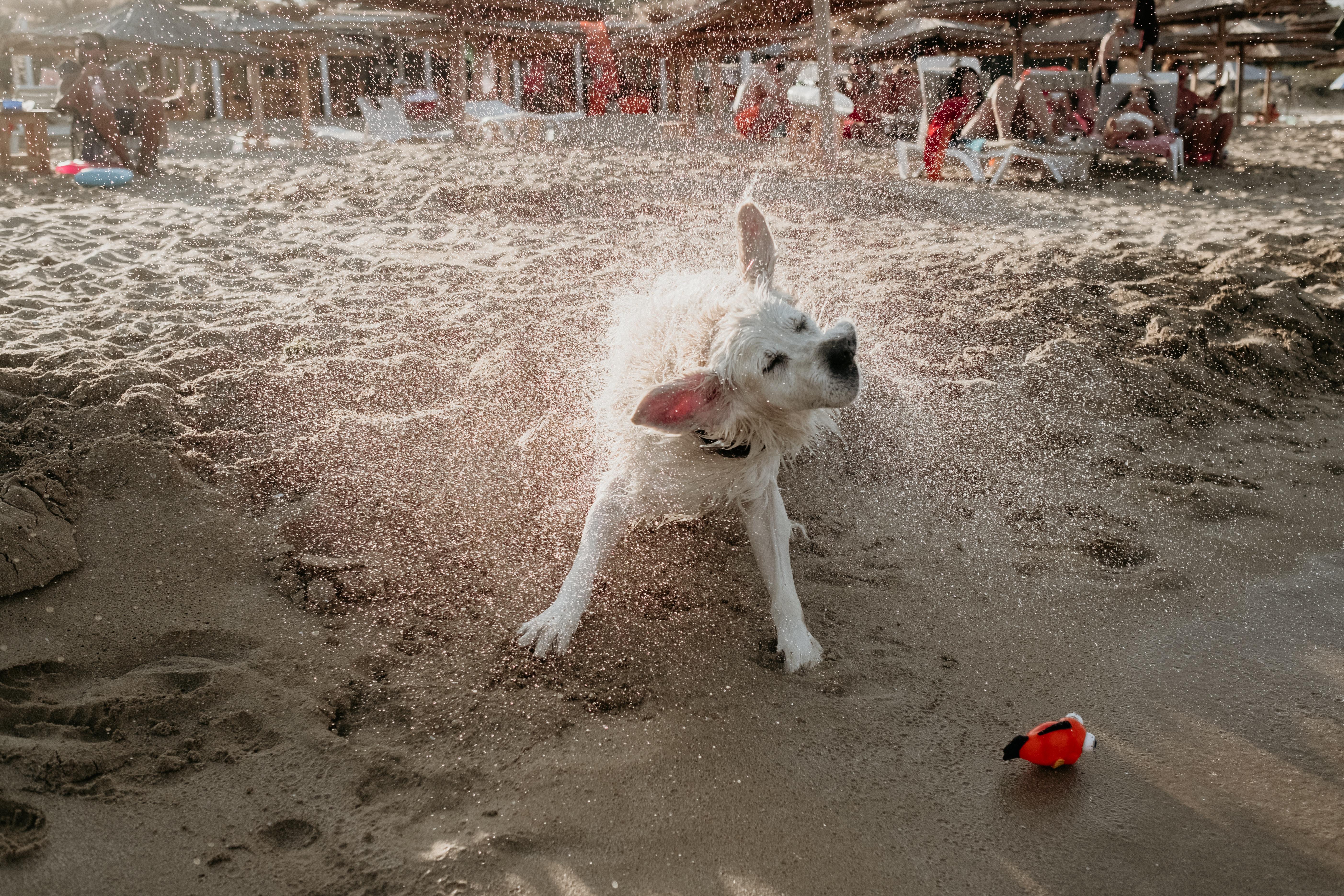 Fun Ways to Keep Your Dog Active in the Summertime: Fun for All Ages ...