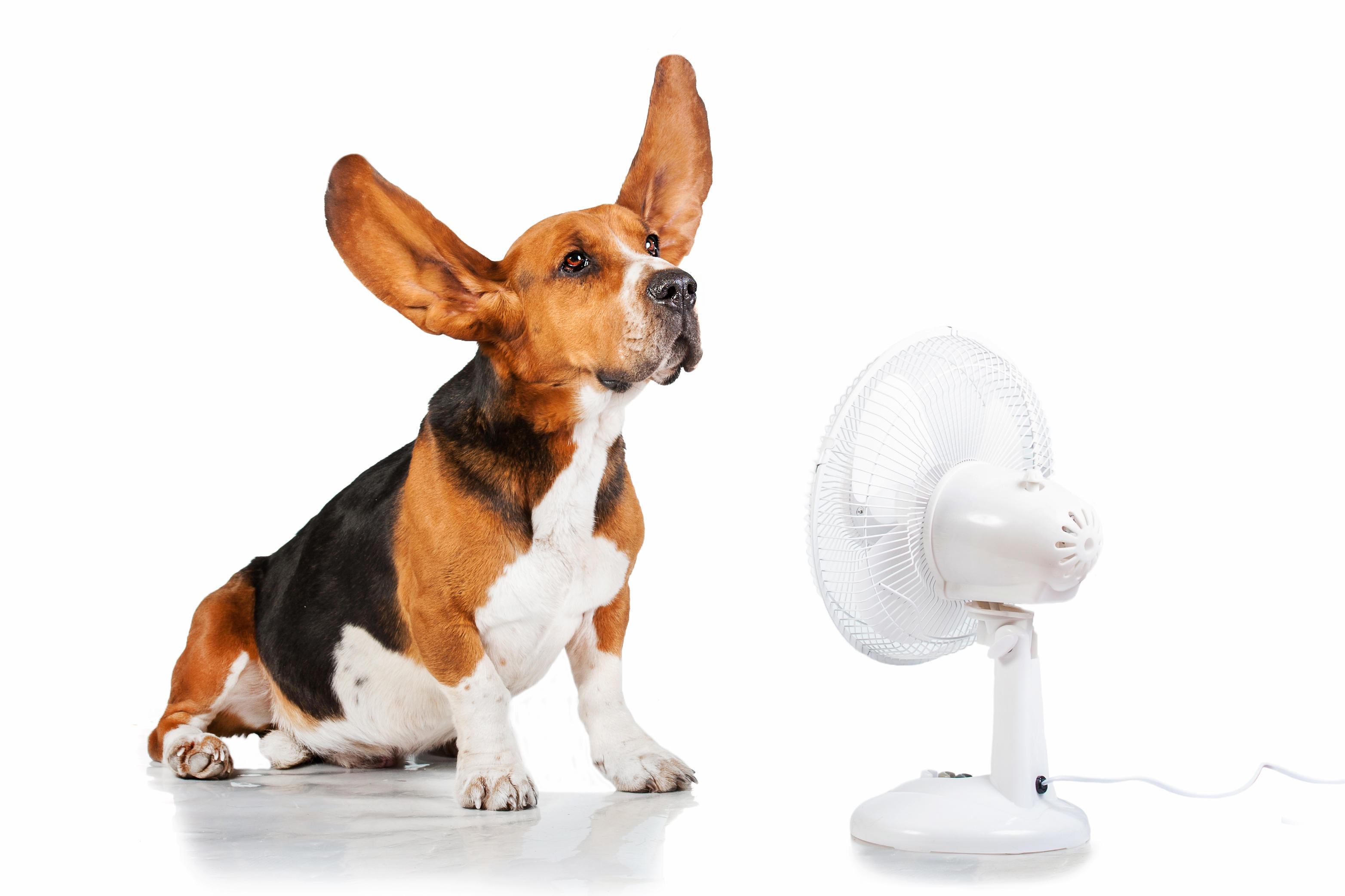 Собака и вентилятор