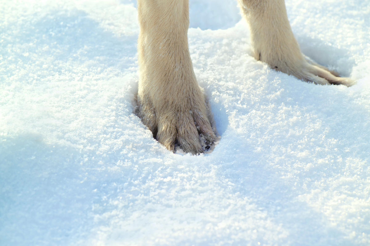 Tips to Protect Your Dog's Paws in Winter Weather - Bully Sticks