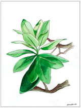 West Virginia Botanicals Watercolor Rhododendron Leaves Fine Art Print.