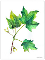 West Virginia Botanicals Watercolor Sugar Maple Leaves Fine Art Print. 