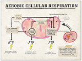 Aerobic Respiration Cellular Function Classroom Poster. 