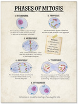 Phases of Mitosis Cellular Function Classroom Poster. 