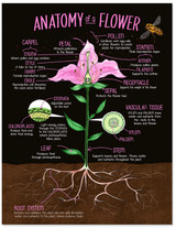 Illustrated Anatomy of a Flower Fine Art Print. 