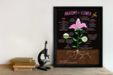 Illustrated Anatomy of a Flower Fine Art Print. 