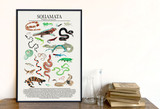 Order Squamata - Snakes, Lizards, and More -  Science Classroom Poster. 