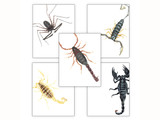 Scorpions Gallery Wall Elementary and Middle School Scientific Classroom DIGITAL DOWNLOAD Bundle