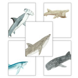 Sharks Gallery Wall Elementary and Middle School Scientific Classroom DIGITAL DOWNLOAD Bundle