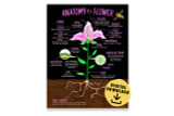 Illustrated Plant Anatomy Set of Three DIGITAL DOWNLOAD