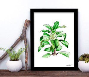 West Virginia Botanicals Watercolor Rhododendron Leaves 2 Fine Art Print. West Virginia Botanicals Watercolor Rhododendron Leaves 2 Fine Art Print.