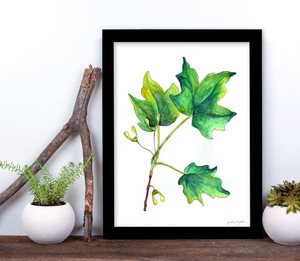 West Virginia Botanicals Watercolor Sugar Maple Leaves Fine Art Print. West Virginia Botanicals Watercolor Sugar Maple Leaves Fine Art Print.