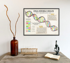 DNA Cellular Function Classroom Poster. DNA Cellular Function Classroom Poster.