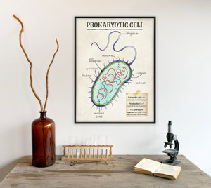Prokaryotic Cell Cellular Structure Classroom Poster. Prokaryotic Cell Cellular Structure Classroom Poster.