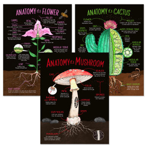 Illustrated Plant Anatomy Fine Art Print Set - Flower, Mushroom, Cactus. Illustrated Plant Anatomy Fine Art Print Set - Flower, Mushroom, Cactus.