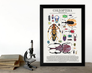 Order Coleoptera - Beetles and More - Science Classroom Poster. Order Coleoptera - Beetles and More - Science Classroom Poster.