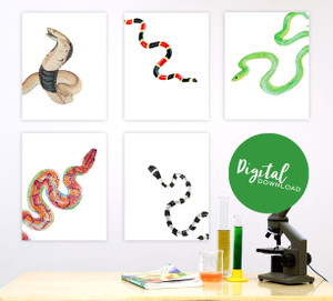 Snakes Gallery Wall Elementary and Middle School Scientific Classroom DIGITAL DOWNLOAD Bundle