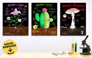 Illustrated Plant Anatomy Set of Three DIGITAL DOWNLOAD
