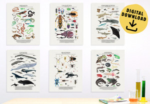 Animal Classes and Orders Set of Six DIGITAL DOWNLOAD