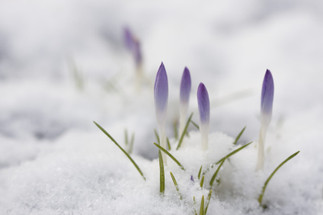 Spring, Awakening Spring, Awakening