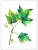 West Virginia Botanicals Watercolor Sugar Maple Leaves Fine Art Print. 